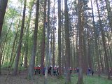 Maibaum_2016 (33).JPG
